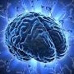 EL CEREBRO