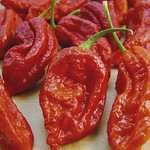 los chiles mas picantes del mundo los chiles mas picantes del mundo