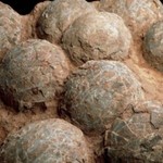 Encontraron cientos de huevos de dinosaurios