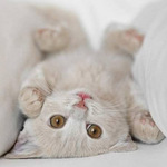 50 curiosidades de los Gatos 50 curiosidades de los Gatos
