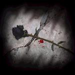 Una rosa muerta~