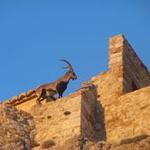 "Espartero" vuelve al castillo de Morella