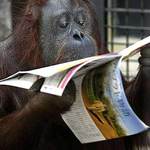 Orangutanes listos y cacahuetes sabrosos.  