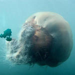 Las medusas Las medusas