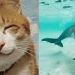 EL ANIMAL QUE ME IDENTIFICA EL ANIMAL QUE ME IDENTIFICA