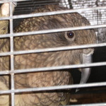 UN ANIMAL MUY INTELIGENTE: EL KEA UN ANIMAL MUY INTELIGENTE: EL KEA