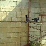 TURACOS