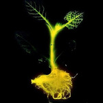 APAGA LA LUZ ENCIENDE LA PLANTA