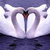 AMOR
