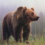 los osos biografia