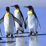 frio o caliente