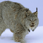 el lince iberico