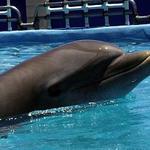 los delfines