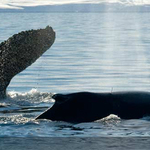 las ballenas