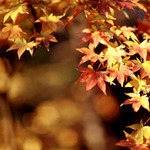 ¡Otoño otra vez! Y con él, nuevas reflexiones.