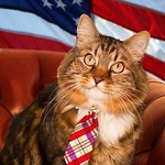 Un gato como candidato independiente al Senado de Estados Unidos Un gato como candidato independiente al Senado de Estados Unidos