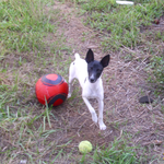 mi perro "NUPI" mi perro "NUPI"