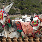 Taxi Burros Taxi Burros