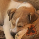 mi perro lucho