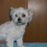 Mi perrito Wolfy Mi perrito Wolfy
