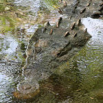 Crocodylidae (Cocodrilo)