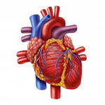 CURIOSIDADES SOBRE EL CORAZÓN, LA CIRCULACIÓN Y LA SANGRE CURIOSIDADES SOBRE EL CORAZÓN, LA CIRCULACIÓN Y LA SANGRE