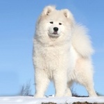 samoyedos samoyedos