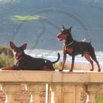 Los Pinscher miniatura