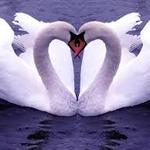 amor <3 amor <3