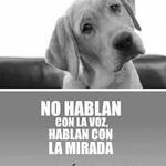 EL MALTRATO DE ANIMALES