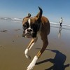Un perro de dos patas