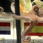 El vencedor de España vs Holanda gana 30 millones y el pulpo  Paul el vencedor es...