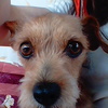 Remedio casero para las cataratas de perros