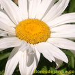 ines