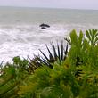 pescasurfcasting