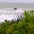 pescasurfcasting