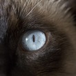 catnip_