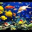 piscis11
