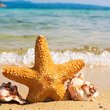 estrella de mar