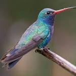 colibri