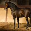 martaponi
