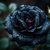 blackrose