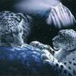 leopardogasol